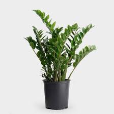 Zz plant root bulb rot. Greenery Unlimited Zz Plant Care