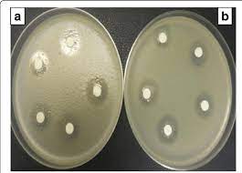 Allow the inocula to dry for few minutes with the lid. Antibacterial Activity Of Garlic Extract Evaluated By The Disc Download Scientific Diagram