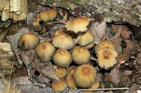 Image result for Coprinus micaceus