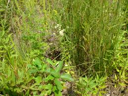 Image result for Paspalidium obtusifolium