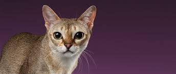 Kleine hobbyzucht von singapura katzen im tessin, schweiz. Singapura Katze Rasseportrait