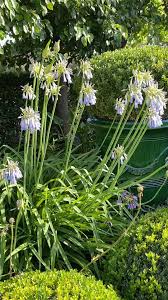 Image result for Agapanthus inapertus