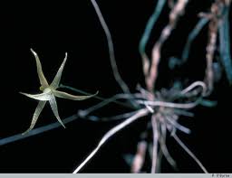 Image result for Taeniophyllum