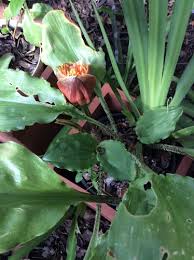 Image result for Scadoxus membranaceus