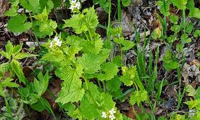 Check spelling or type a new query. Minnesota Forestry On Twitter Invasive Garlic Mustard Is Starting To Flower In The Metro Region It Has Small White Flowers That Will Become Thousands Of Tiny Seeds Pull It Up By The