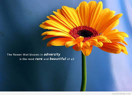 Sending a flower with a positive symbol can mean the opposite if the bouquet was handed upside down. Wisdom Quotes About Life With Flowers 35 Beautiful Flower Quotes To Celebrate Life Hope And Love Dogtrainingobedienceschool Com