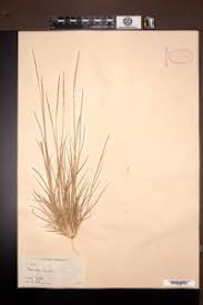 Image result for Sporobolus spicatus