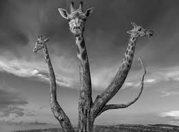 Resultat d'imatges de Dariusz Klimczak