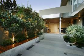 Fedex direct to your home · healthy, mature plants Little Gem Vs Teddy Bear Magnolia Trees Home Interior Ideas