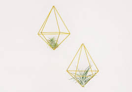 Maybe you would like to learn more about one of these? 18 Types Of Air Plants For Your Home Ftd Com
