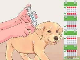 The shots your puppy needs and when he needs them. How To Give Puppy Shots With Pictures Wikihow