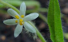 Image result for Hypoxis nyasica