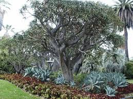 Image result for Aloidendron barberae
