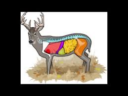 deer anatomy where to aim on a deer cabelas deer nation