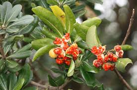 Image result for Pittosporum abyssinicum