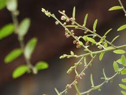 Image result for Phyllanthus reticulatus