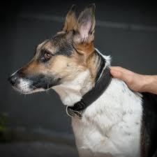 The piebald coloring has occurred in a single gsd bloodline. The Panda German Shepherd Explained German Shepherd Dog Hq