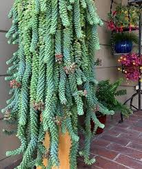 4k and hd video ready for any nle immediately. Pin On Best Succulents Cacti How To Do It Well