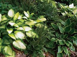 Perennial flowers native to indiana. Shade Gardens A Beginner S Guide To Planting Perennials For Shade