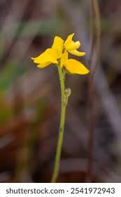 Image result for Genlisea