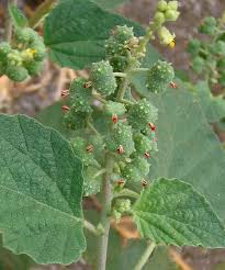 Image result for Chrozophora plicata