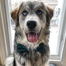 As with any mixed breed, they can take on the traits of one of the parent breeds or any combination of both of them. Husky X Golden Retriever Golden Retriever Puppies And Kitties Hybrid Dogs
