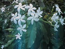 Bunga ini sangat populer diindonesia bahkan bunga melati putih dijadikan sebagai salah satu bunga nasional, bunga melati sangat mudah dalam perawatannya, bunga melati juga memiliki wangi yang sangat khas sehingga sangat diminati para pecinta tanaman hias. Ooi S Flora Malaysiana Ver 1 0 Aptaw01a Htm 1997 2002