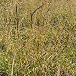 Image result for Sehima