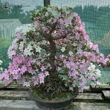 Find the perfect white azalea stock photo. Satsuki Azalea White Pink Flowers Herons Bonsai