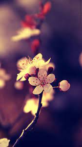 Download the best hd and ultra hd wallpapers for free. Nice Wallpapers For Mobile Wallpaper Cave