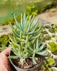 Image result for Senecio