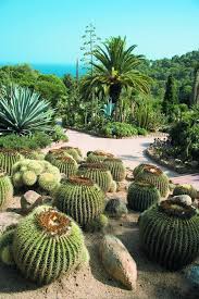Cactus Al Jardi Botanic Pinya De La Rosa Entre Blanes I Lloret Catalonia Majorque Espagne Costa Brava Espagne