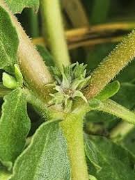 Image result for Zaleya