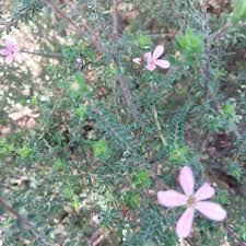 Image result for Buchnera lastii