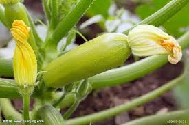 Cost of potato seed= certified seed kes 3,000 per 100kg bag. Why Are My Zucchini Leaves Turning All White Dying Miss Chen Garden Manage Gfinger Is The Best Garden Manage App