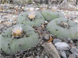 Any movie or cartoon ever set in the desert always features the cactus. Population Structure And Reproductive Biology Of Peyote Lophophora Diffusa Cactaceae A Threatened Species With Pollen Limitation1 2