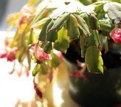 Cut off any soft branches or roots and then repot the plant in a potting mix specifically formulated for cacti. Tips Information About Christmas Cactus Gardening Know How