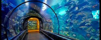 Shark Reef Aquarium At Mandalay Bay Tickets Bestofvegas Com