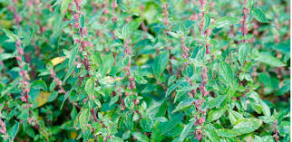 Image result for Parietaria