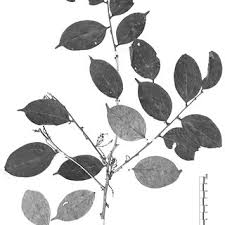 Image result for Anisophylleaceae
