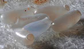 According to a survey, the most commonly infested places are the mattress (98.2%), boxspring. Bed Bug Eggs What They Look Like 5 Ways To Kill Them With Pictures