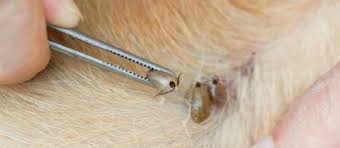 Image result for Tick Removal