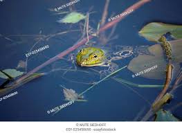 Entdecke (und sammle) deine eigenen pins bei. Frog Swim Waterlily Stock Photos And Images Agefotostock