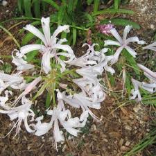 Image result for Nerine