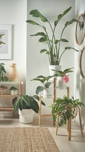 Pruning, propagation, and rooted leaves: Satsumas Plant Stand Bamboo White 78 Cm Ikea Satsumas Plant Stand Plant Stand Ikea Plant Stand