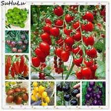 While most vegetables and fruits are. 50 Pcs Bag Okra Bonsai Edible Organic Non Gmo Outdoor Fruit Vegetable Diy Home Garden Plant Delicious Green Food Easy To Grow Buy At The Price Of 0 30 In Aliexpress Com Imall Com