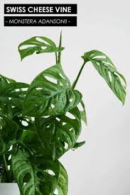 Monstera Adansonii How To Care For A Swiss Cheese Vine Plant Monstera Obliqua Monstera Plants