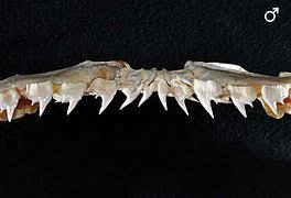 But off british columbia, canada, lives. Bluntnose Sixgill Shark Wikipedia