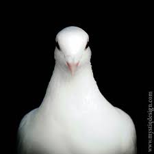 Black And White Pigeon Pictures White Dove Peace Symbol Pigeon Black And White Love Wedding Bird Fluffy Feather 8x8 Photography Print Black And White Birds Bird Photography White Doves