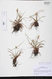 Image result for Kyllinga odorata